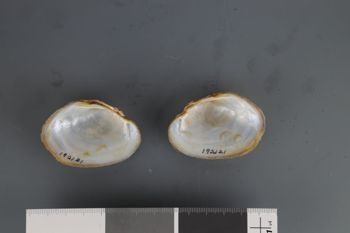 Media type: image;   Malacology 192121 Description: Dry valves;  Aspect: Vi